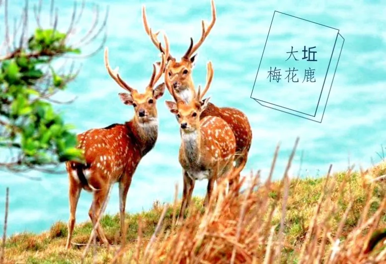 大坵島上的梅花鹿